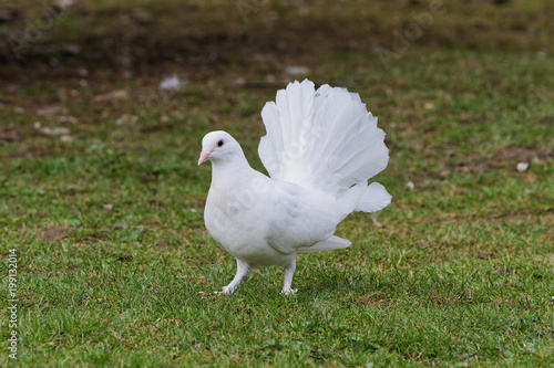 Beautiful white pigeon on the grass background