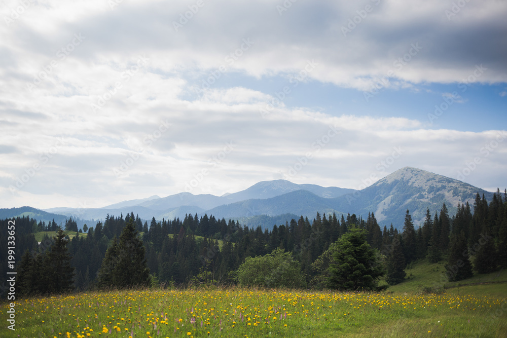 Obraz premium Beautiful scenic summer landscape with blue bright sky and white clouds. Meadow full of wild flowers and grass in foreground. Foggy mountains in distance. Horizontal color photography.