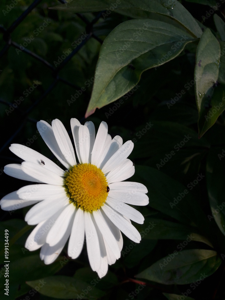 Fototapeta premium White flower