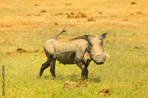 Side view of African warthog in the steppe of Addo Elephant National Park in Eastern Cape, South Africa. Addo N.P is a famous destination for African safari.