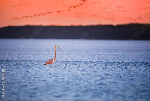 single pink flamingo in water