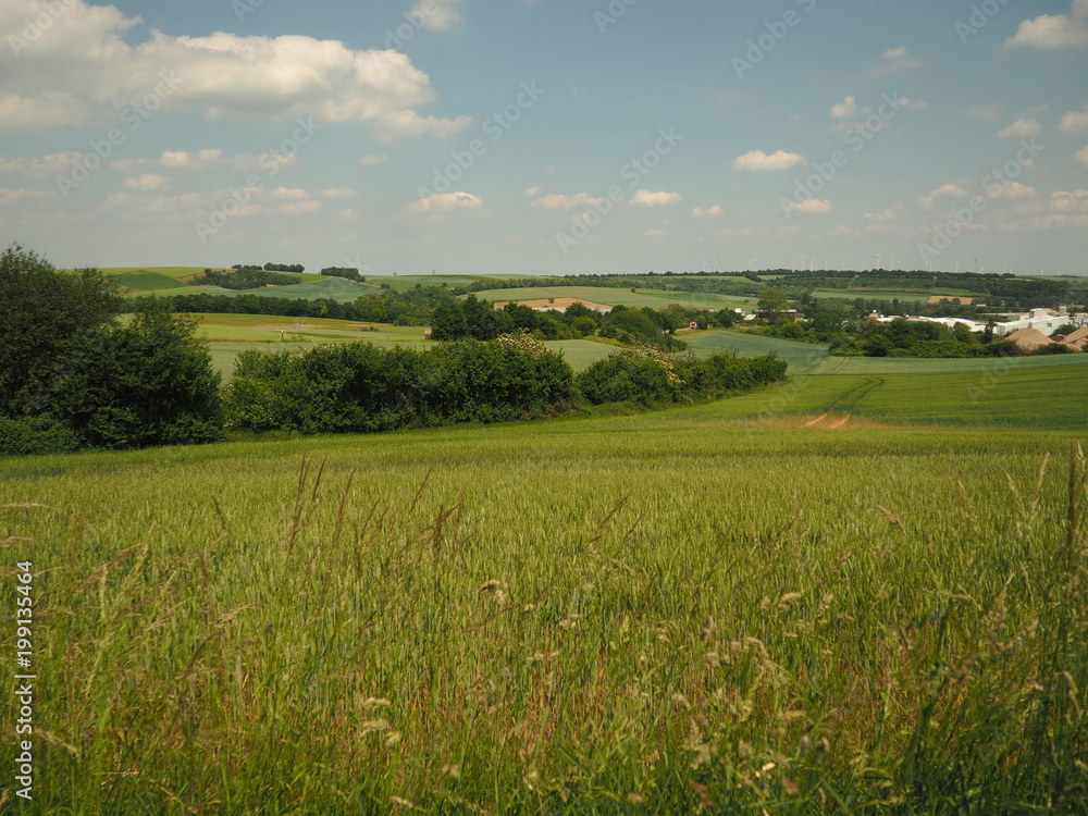 Summer landscape, sunny day, green fields of rye on the hills, line of trees and a trail from the tractor in the fields, wind turbines in the distance, blue sky and white clouds in the background