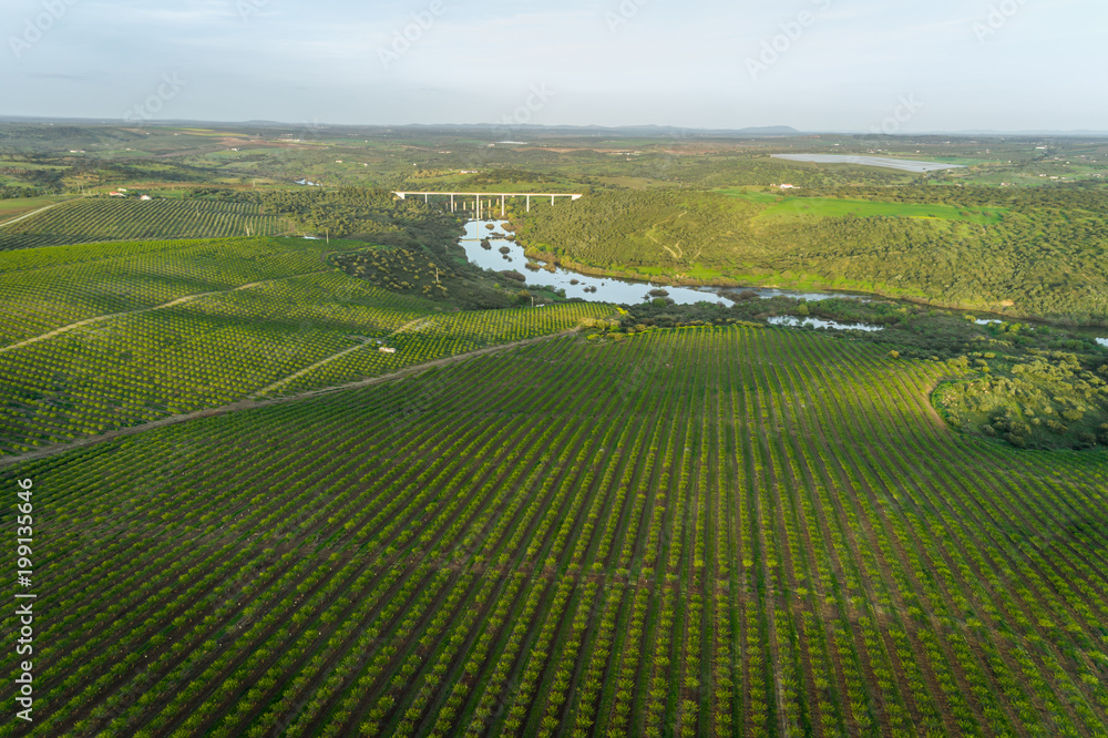 Aerial views of almond tree plantation in Alentejo, Portugal