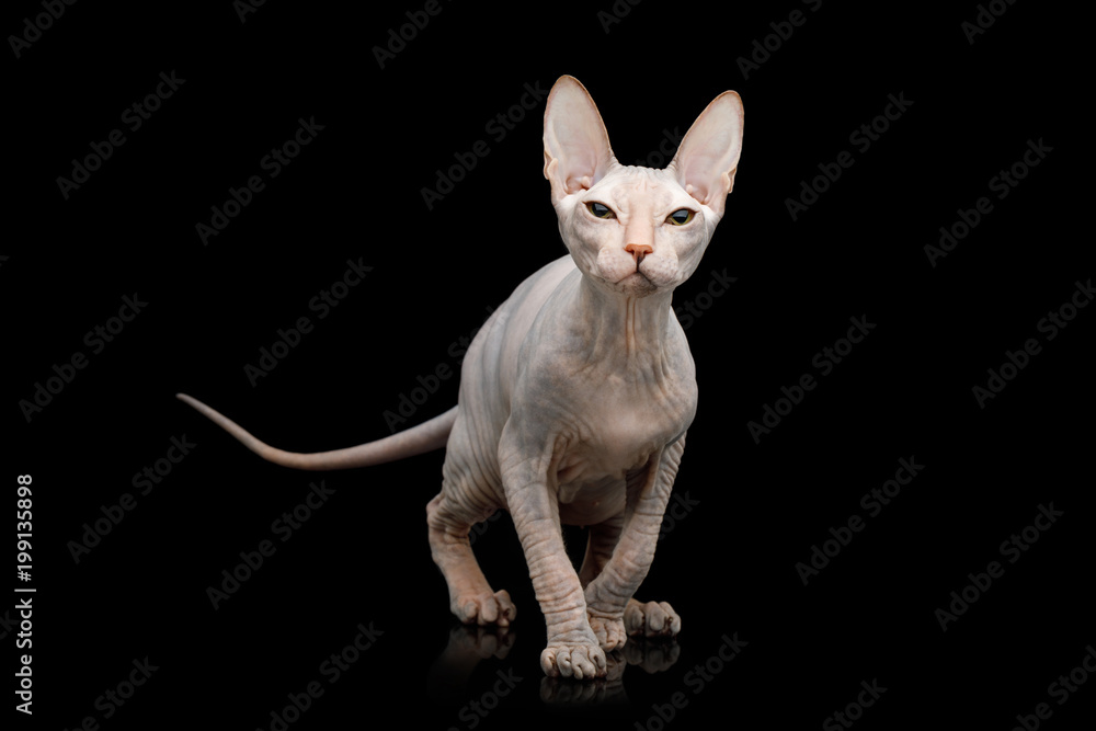 Sphynx Cat Hunting Looking up Isolated on Black Background