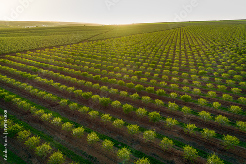 фотографія Aerial views of almond tree plantation in Alentejo, Portugal