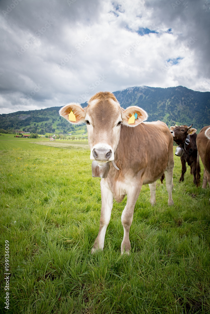 Junges Rind im Allgäu auf der Weide, Hochformat Junges Rind im Allgäu auf der Weide, Hochformat