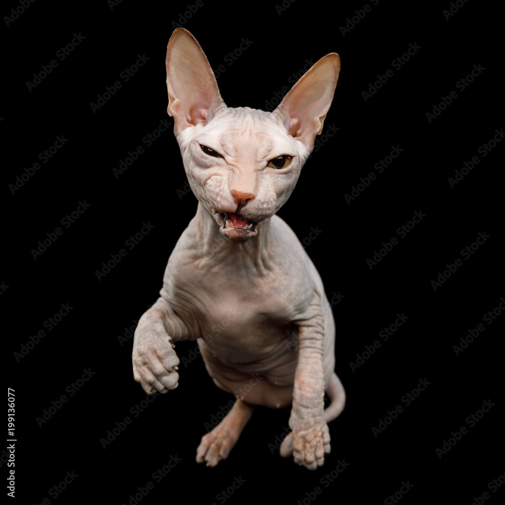 Funny Sphynx Cat Sitting and Squint, Isolated on Black Background, top view