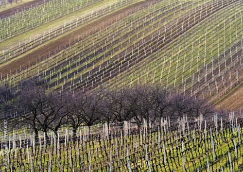 Fotografía Landscape with vineyard and trees in line in spring