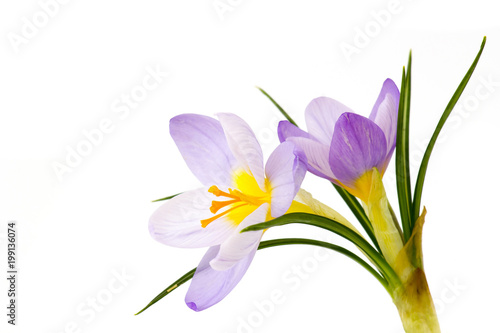 Fototapeta Naklejka Na Ścianę i Meble -  crocus - one of the first spring flowers