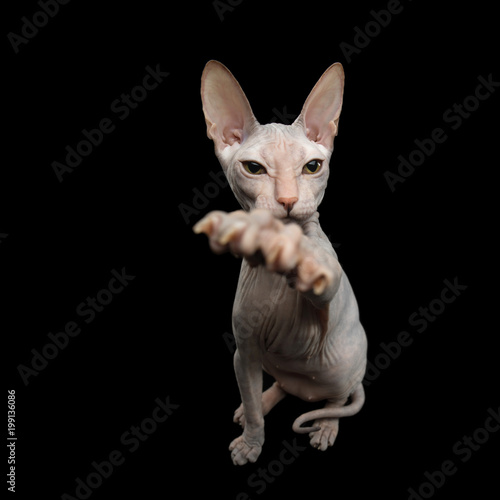 Funny Sphynx Cat Sitting and Raising up paw  Isolated on Black Background  top view