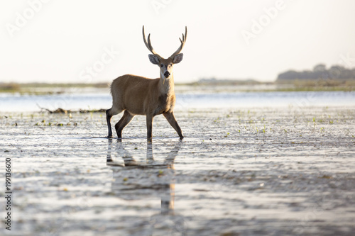 Male Marsh Deer (Blastocerus dichotomus) © buteo