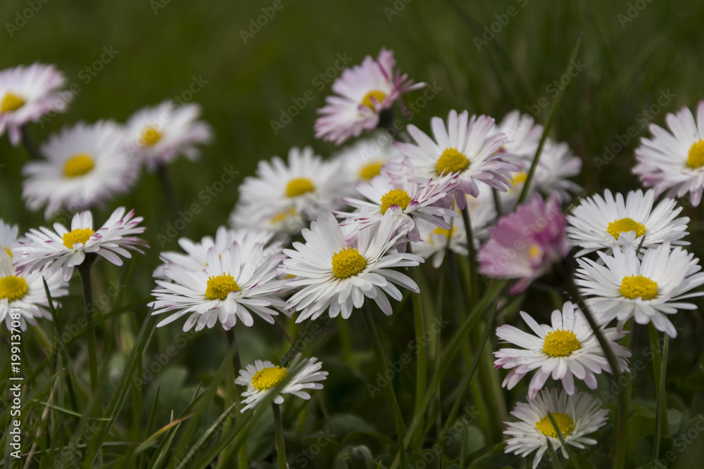 Spring white daisies close-up Spring white daisies close-up
