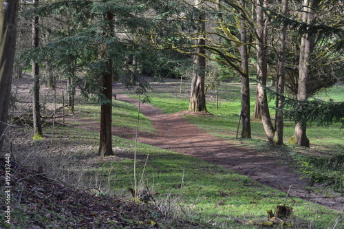 Waldweg