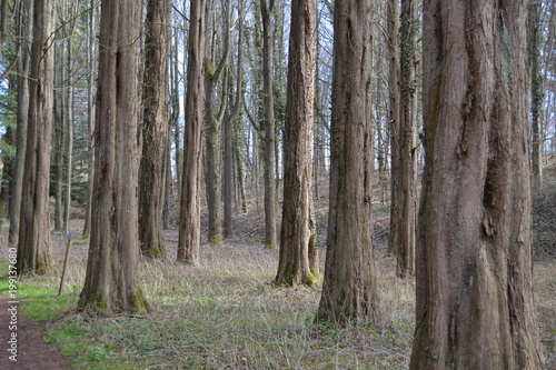 Waldweg