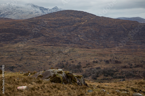 Wooly sheep in the distance of the wild rugged landscape of Moll's Gap in county Kerry, Ireland © Gabriel Cassan