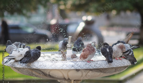 Pigeons at the fountain