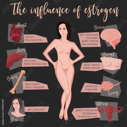Estrogen Influence Infographic