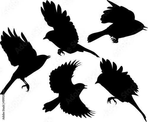 set of five flying tits isolated on white