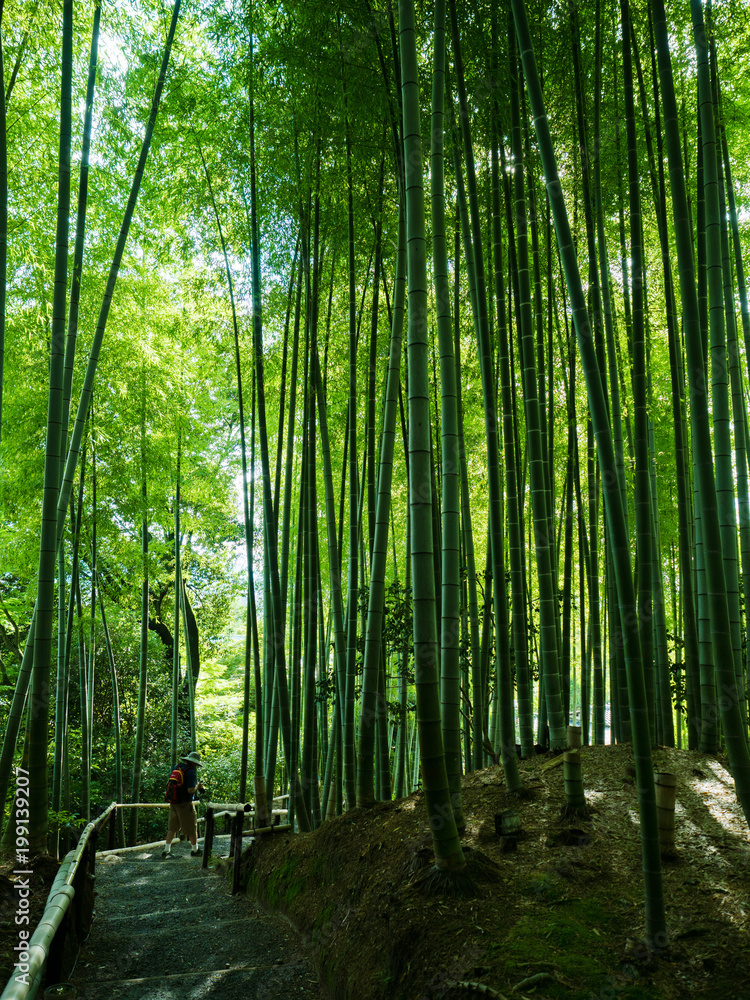 Fototapeta premium Japan