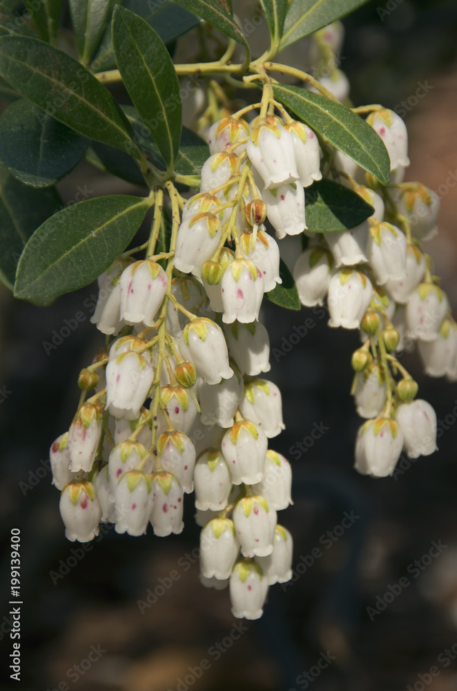 Obraz premium Mountain Snow