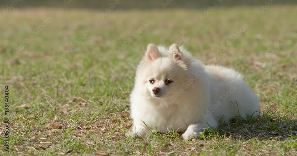 White pomeranian sitting on the green lawn White pomeranian sitting on the green lawn