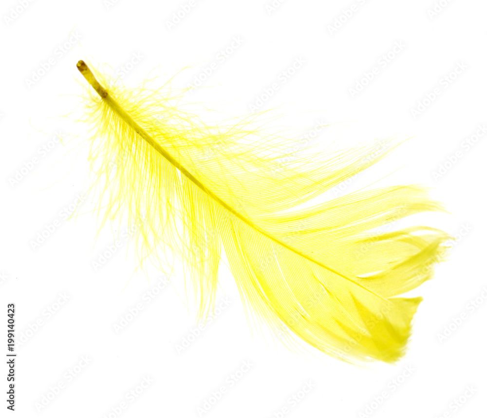 A beautiful yellow feather on a white background A beautiful yellow feather on a white background