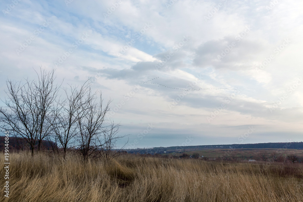 The wedge-like flock of geese in flight against the background of blue clouds and landscape with trees without leaves at dawn,