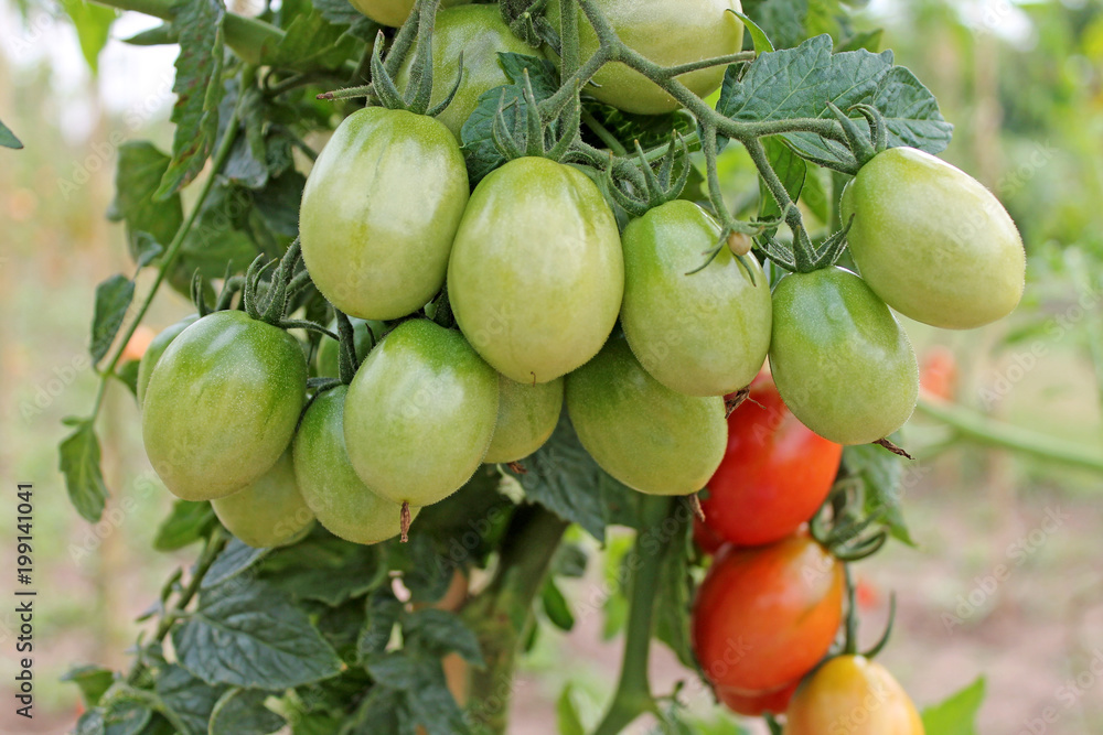 Growing unripe tomatoes close up. Growing unripe tomatoes close up.