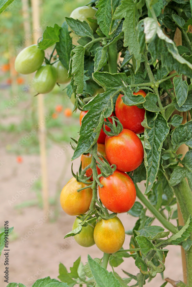 Growing unripe tomatoes close up.