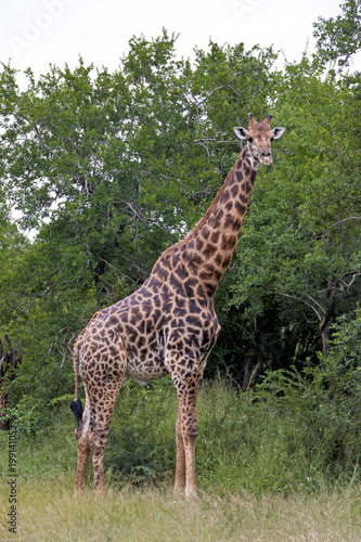 Giraffe at Imfolozi-Hluhluwe Game Reserve in Zululand South Africa