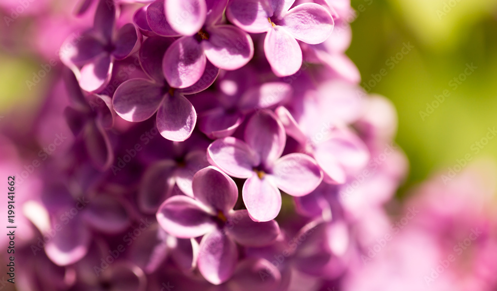 Lilac flowers on a tree in spring Lilac flowers on a tree in spring
