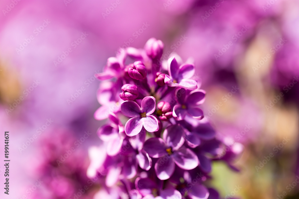 Lilac flowers on a tree in spring Lilac flowers on a tree in spring