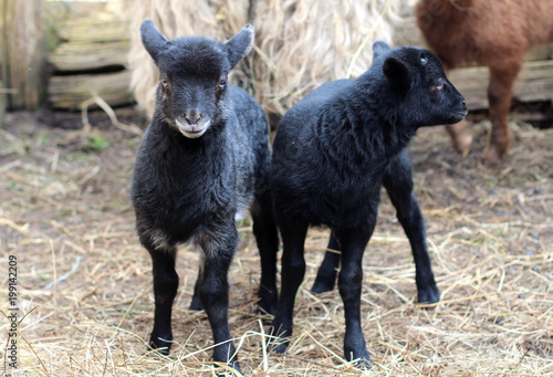 two black baby lambs