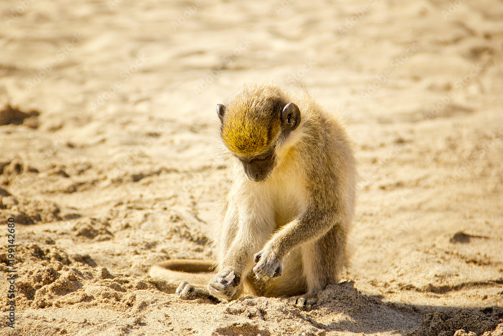 Affe im Sand auf Boa Vista