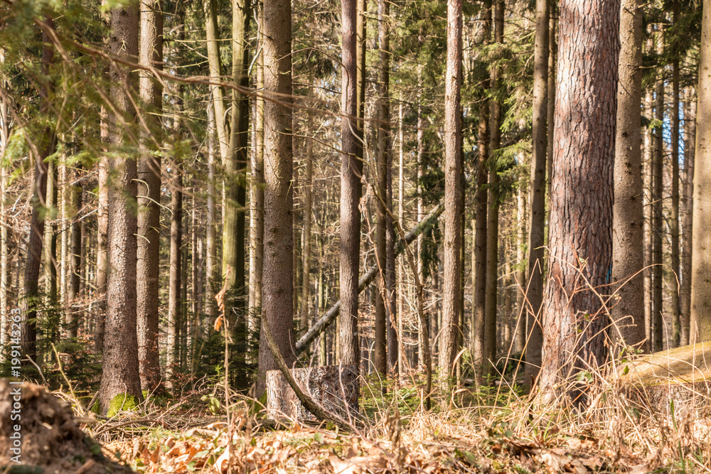 Fototapeta premium Trees in the middle of the forest