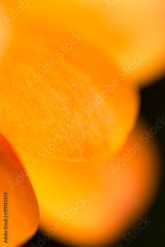 A small orange flower on nature