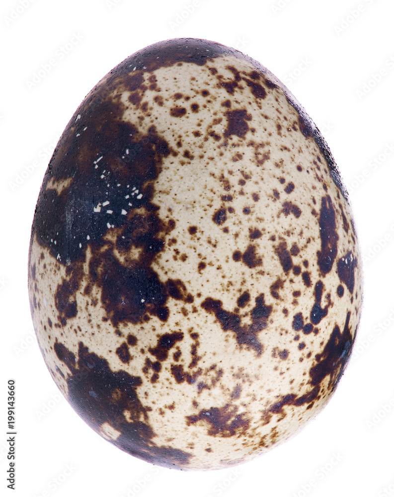 one quail egg on white one quail egg on white