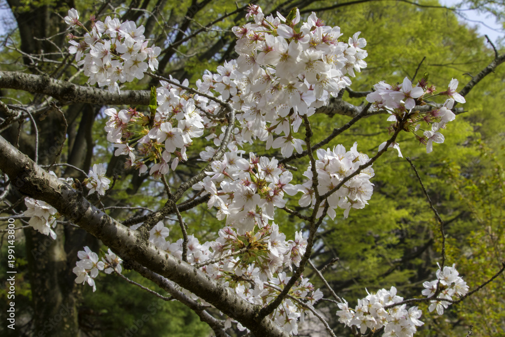 桜 桜