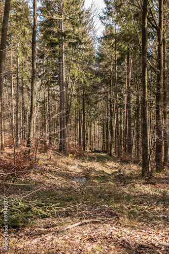 Fototapeta Naklejka Na Ścianę i Meble -  Trees in the middle of the forest