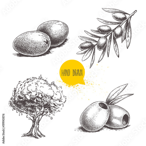 Sketch hand drawn olives set. Olive tree, olive fruits , boneless olives and olive branch with leaves. Vector illustration isolated on white background.