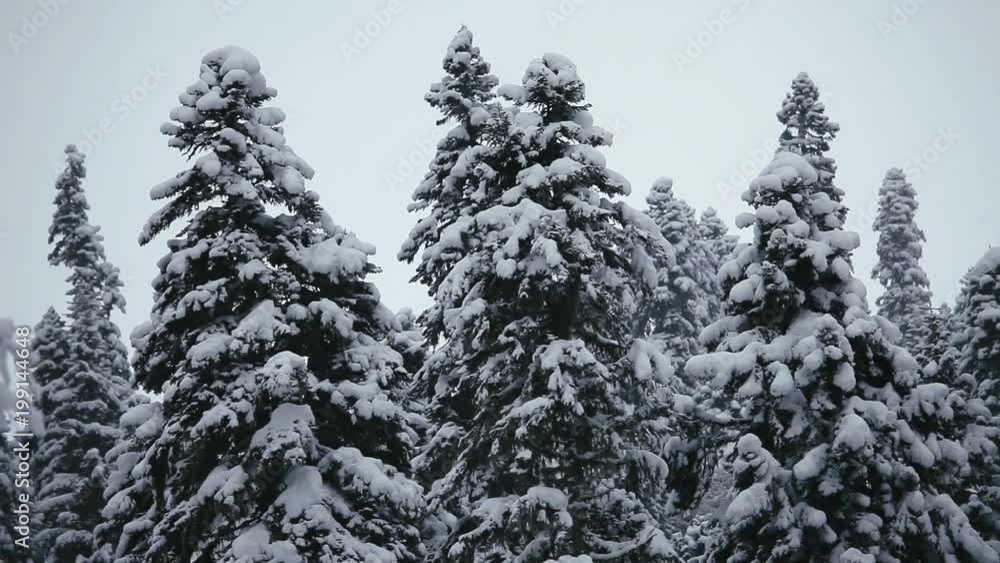 Winter Concept. Landscape With Winter Trees close up Winter Concept. Landscape With Winter Trees close up