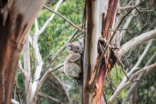 Photography Koala in the nature
