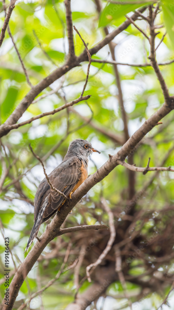 Bird (Plaintive Cuckoo) in a nature wild