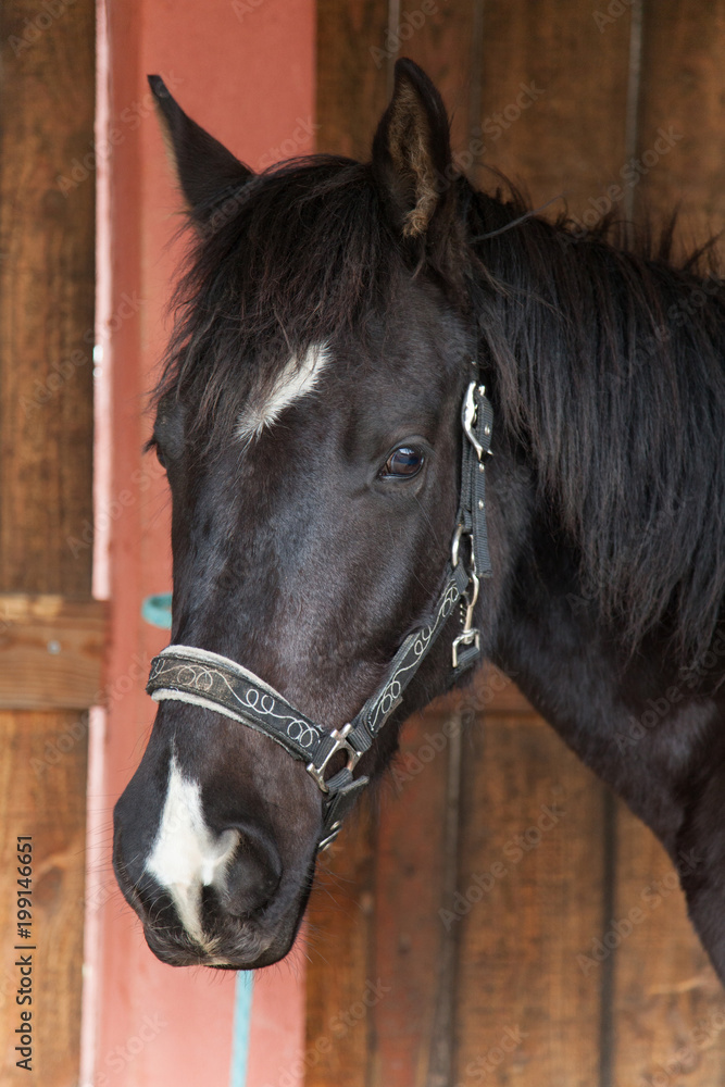 Fototapeta premium black and white horse portrait in a box