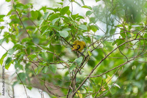 Bird (Black-Naped Oriole) in a nature wild