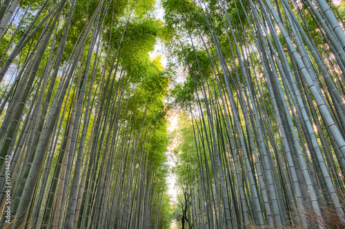 Fototapeta Naklejka Na Ścianę i Meble -  High green bamboo forest in Arashiyama, Kyoto, Japan