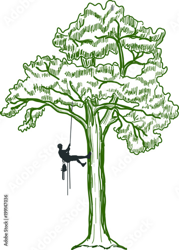 A picture of a tree with a climber on a transparent background. Vector.