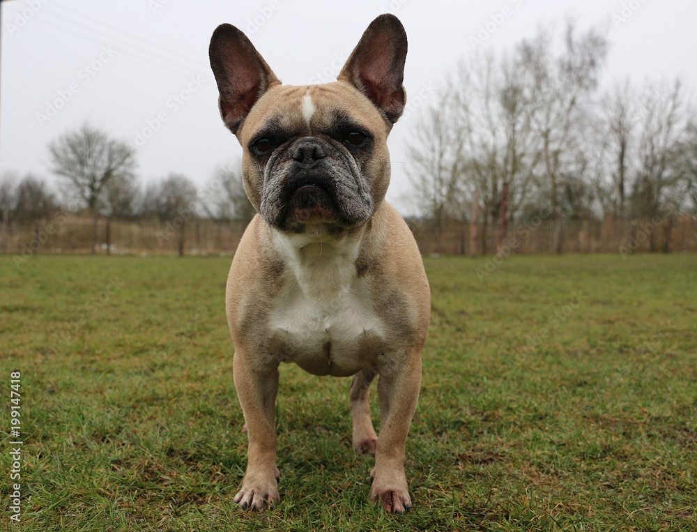 french bulldog is standing in the garden