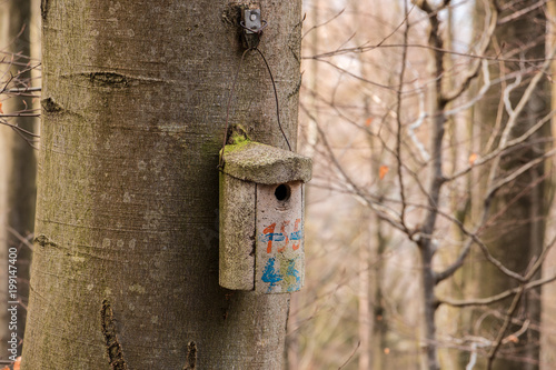 Little bird table on a big old tree