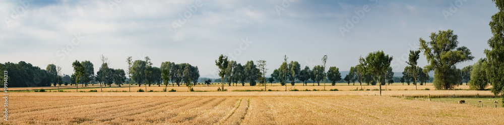 Kulturlandschaft - Getreidefelder mit Baumreihen